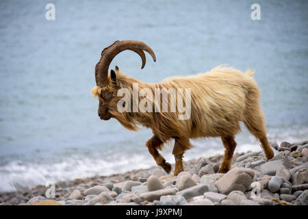 Welsh capre di montagna sulla regione costiera del Galles del Nord, Snowdonia. Foto Stock