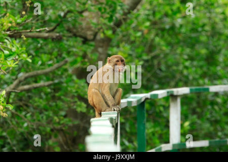 Scimmia Rhesus all'Kolagachia Eco Turismo nel centro del Sundarbans, un sito Patrimonio Mondiale dell'UNESCO e un santuario della fauna selvatica. Satkhira, Bangladesh Foto Stock