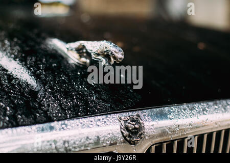 Tbilisi, Georgia - 22 Ottobre 2016: bagnate dopo la pioggia Jaguar Logo logotipo segno - il gatto selvatico Jaguar in Salto Su Vintage Jaguar XJ (X308) Berlina Foto Stock