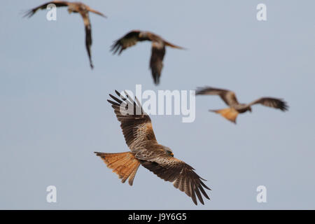 Red kites alla stazione di alimentazione Nant Yr Arian, Galles Foto Stock