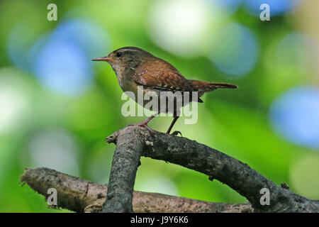 Little wren appollaiato su un ramo Foto Stock