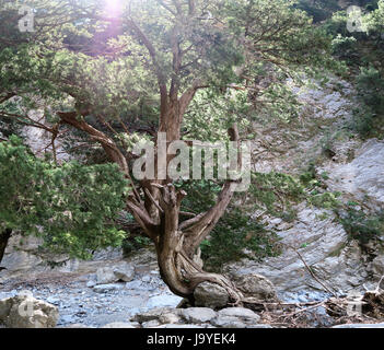Phoenicean ginepro (Juniperus phoenicea) tree su creta Samaria Gorge (Creta) Foto Stock