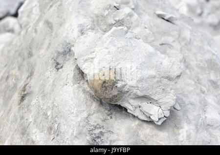 Ricci di mare combustibili in Chalk rock. cava. Foto Stock