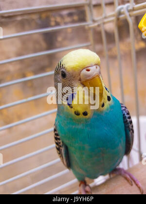 Budgie blu nella gabbia vicino Foto Stock