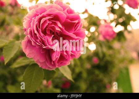 Rosa rosa nel sunlights. In stile vintage Foto Stock