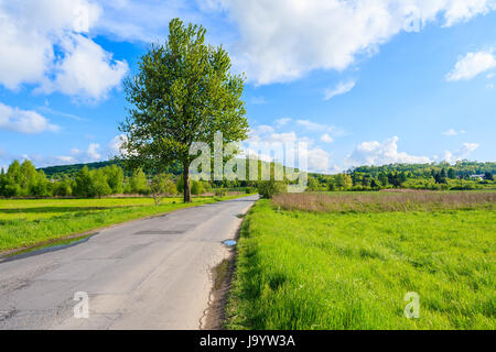 Albero verde crescente sul lato di una strada rurale nei pressi della città di Cracovia sulla soleggiata giornata di primavera, Polonia Foto Stock