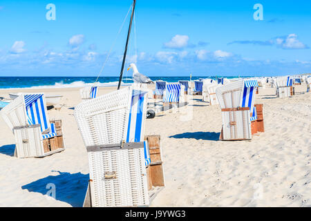 Seagull bird seduto sulla parte superiore della sedia di vimini a Kampen sulla spiaggia soleggiata giornata estiva, isola di Sylt, Mare del Nord, Germania Foto Stock