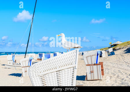 Seagull bird seduto sulla parte superiore della sedia di vimini a Kampen sulla spiaggia soleggiata giornata estiva, isola di Sylt, Mare del Nord, Germania Foto Stock