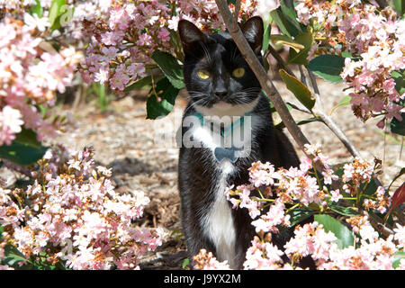 Un bianco e nero Tuxedo cat a piedi attraverso boccole polverosi con fiori di colore rosa. Indossa un collare con il nome di tag. Uno smoking cat o Felix gatto NEL REGNO UNITO, ho Foto Stock