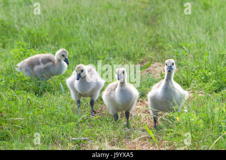 Goslings foraggio per il cibo nell'erba. Oche del Canada sono in grado di stabilire colonie di allevamento nelle aree urbane, che offrono cibo e qualche preda naturale Foto Stock