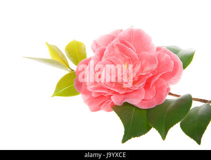 Un unico Camellia flower su un ramo frondoso isolati su sfondo bianco Foto Stock