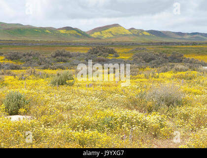 Prato con giallo e bianco margherite e fiori gialli, colline coperte di verde e giallo in background. Super bloom California. La luce blu del cielo con Foto Stock