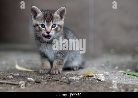 Giovani kitty lambisce le sue labbra con linguetta Foto Stock