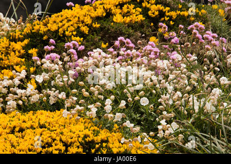 Nel Regno Unito, in Galles, Pembrokeshire, Solva, ginestre, Ulex Europaeus, Rosa parsimonia, Armeria maritima e mare bianco Campion, Silene maritima fiori selvatici che crescono su Foto Stock