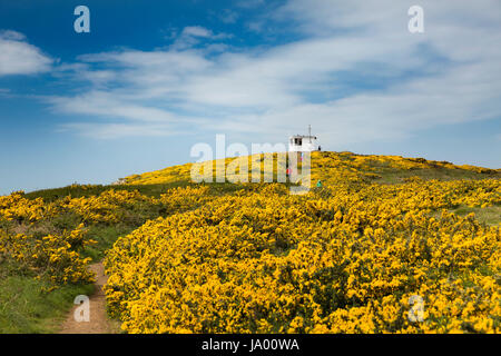 Nel Regno Unito, in Galles, Pembrokeshire, Martin's Haven, ginestre riempito collina al di sotto di una guardia costiera Lookout Foto Stock