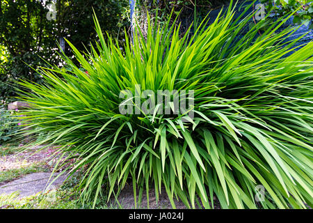 Montbretia nel nostro giardino, appena prima che fiorisce, Ryde, Isle of Wight, Regno Unito Foto Stock