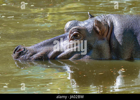 Immagine di un grande mammifero di un animale selvatico, ippopotami in acqua Foto Stock