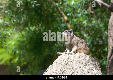 Uno Meerkat o suricate (Suricata suricatta), seduti su di un colle roccioso alto guardando fuori per il pericolo. Guardando verso gli spettatori a destra. Foto Stock