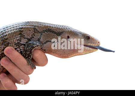 Ritratto di profilo di uno blu-tongued skink essendo trattenuto da una mano, isolato su bianco. Essi sono spesso allevati in cattività e venduti come animali di casa. Foto Stock