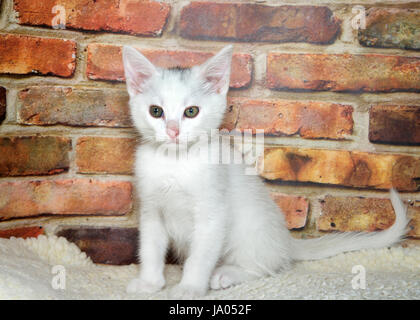 Un piccolo soffice bianco gattino seduto sulla pelle di montone guardando viewer, muro di mattoni in background Foto Stock