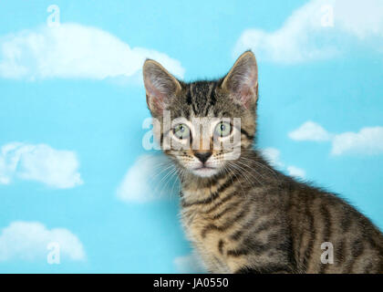 Ritratto di una piccola tabby kitten cercando leggermente per gli spettatori a sinistra. Corpo sul lato destro del telaio. Sfondo blu cielo con nuvole. Foto Stock