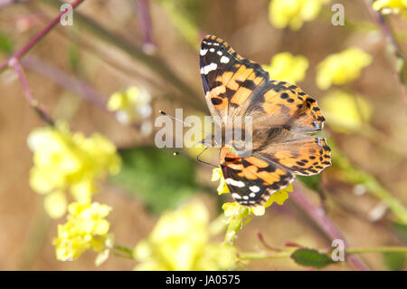 L'Cynthia gruppo di farfalle variopinte, comunemente chiamato Painted Ladies, comprende un sottogenere del genere Vanessa nella famiglia Nymphalidae. Bere Foto Stock