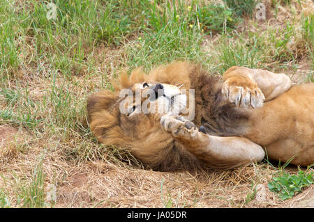 Ritratto di un maschio lion ribaltamento in erba zampe fino nell'aria. Il leone (Panthera leo) è uno dei grandi gatti in genere Panthera e una mem Foto Stock