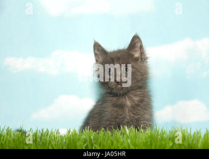 Ritratto di uno grigio tabby gattino seduto in erba alta cercando di spettatori a sinistra, sfondo blu cielo con nuvole. Foto Stock