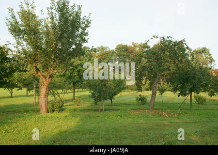 Anticamente, mele, Apple, ciliegia, pera, lampadina, Colonia, melo, frutta, che, Foto Stock