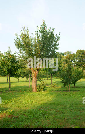 Anticamente, mele, Apple, ciliegia, pera, lampadina, Colonia, melo, frutta, che, Foto Stock