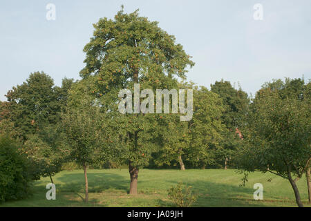 Anticamente, mele, Apple, ciliegia, pera, lampadina, Colonia, melo, frutta, che, Foto Stock