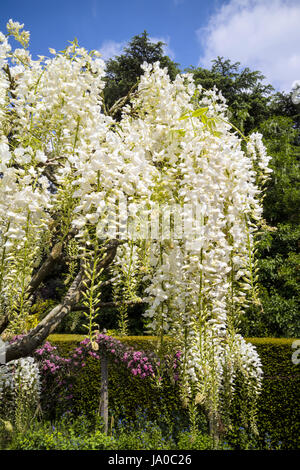 Il Glicine ramo di albero con puri fiori bianchi. Foto Stock