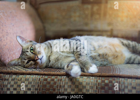 Brown eyed cat sul divano vintage in tono caldo. Selezionare la messa a fuoco Foto Stock