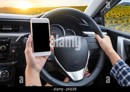 Giovane donna driver utilizzando il touch screen smartphone e mano che tiene il volante in un auto con campo di girasole al tramonto sullo sfondo Foto Stock