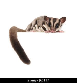Sugar Glider. Australian pet isolato su bianco Foto Stock