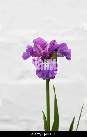 Iris sibirica "Temper Tantrum' contro una parete bianca. Foto Stock