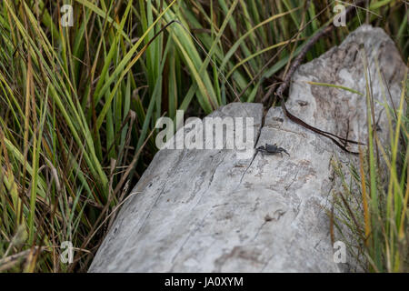 Piccoli granchi sul Driftwood Log in palude costiera Foto Stock