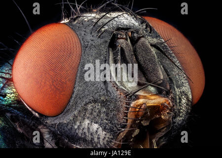 Ritratto di una comune bottiglia verde fly ingranditi con un obiettivo del microscopio Foto Stock