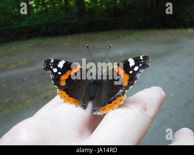 Red Admiral butterfly a portata di mano Foto Stock