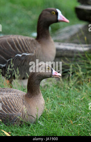 Animali, uccelli, uccelli, oca, animali, uccelli, uccelli, oca, zwergblssgans, Foto Stock