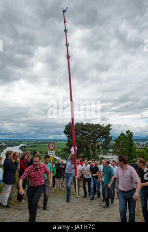 Bogen, Germania. Il 4 giugno, 2017. I pellegrini portano un 13 metri di lunghezza e 50 chilogrammo pesante tronco di abete rosso avvolto in cera rossa da Holzkirchen lungo una 75 km lungo la via per la chiesa di pellegrinaggio sulla montagna Bogenberg a Bogen, Germania, il 4 giugno 2017. Il pellegrinaggio di candela ("Kerzenwallfahrt'), che richiede un sacco di forza e abilità, è basato su un voto a partire dal 1492. Allora i residenti di Holzkirchen pregato per la Madre di Dio quando la regione è stata afflitta da scolitidi e tempeste. Foto: Armin Weigel/dpa/Alamy Live News Foto Stock