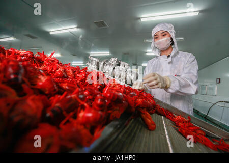 Huai an, cinese della provincia di Jiangsu. Il 4 giugno, 2017. Un esecutore elabora il gambero di fiume in un'azienda alimentare in Xuyi County, est cinese della provincia di Jiangsu, Giugno 4, 2017. Con l'innovazione di prodotto e di promozione della catena del freddo logistica, la contea annuale del valore di uscita di gamberi di fiume ha superato di dieci miliardi di yuan (circa 1,47 miliardi di dollari). Credito: Zhou Haijun/Xinhua/Alamy Live News Foto Stock