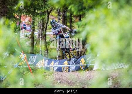 Fort William Scozia, Regno Unito 4 giugno 2017 UK Sport: attuale Campione del Mondo Danny Hart poteva solo rogna sarcoptica 59a posto dopo aver tenuto una massiccia caduta nel bosco durante la sua gara corsa a Fort William UCI Mountain Bike World Cup. Credito Tabner Ruben/Alamy Live News Foto Stock