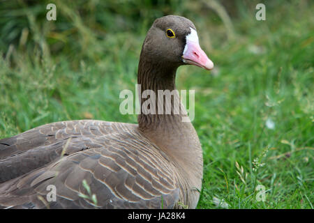 Animali, uccelli, uccelli, oca, animali, uccelli, uccelli, oca, zwergblssgans, Foto Stock