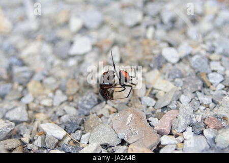 Una femmina di Redback Ragno cattura preda nel suo Web Foto Stock