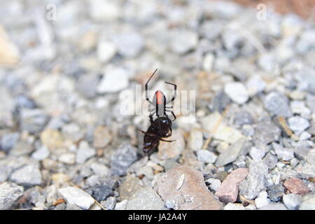 Una femmina Redback Spider, (Latrodectus hasseltii), cattura Prey nella sua rete. Foto Stock
