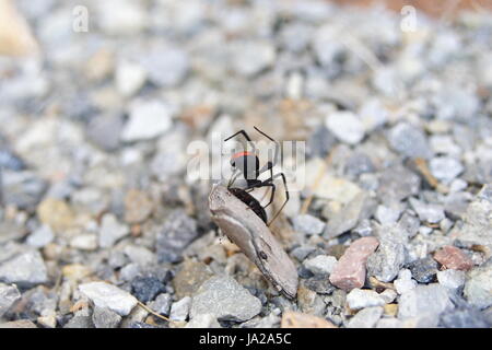 Una femmina Redback Spider, (Latrodectus hasseltii), cattura Prey nella sua rete. Foto Stock