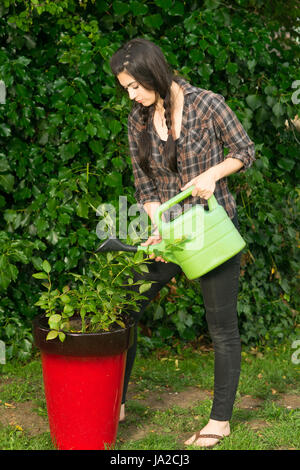 La donna si prende cura dei suoi impianti di irrigazione con cautela le piantine Foto Stock