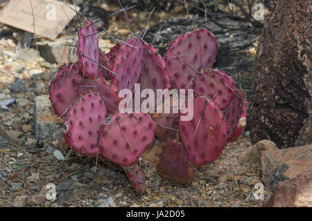 Viola ficodindia cactus (Opuntia microdasys) Foto Stock