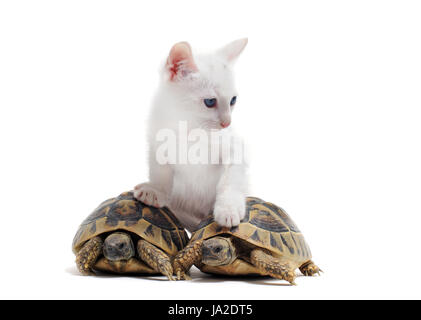 Due tartarughe isolato e gattino su un bianco sfondo isolato Foto Stock